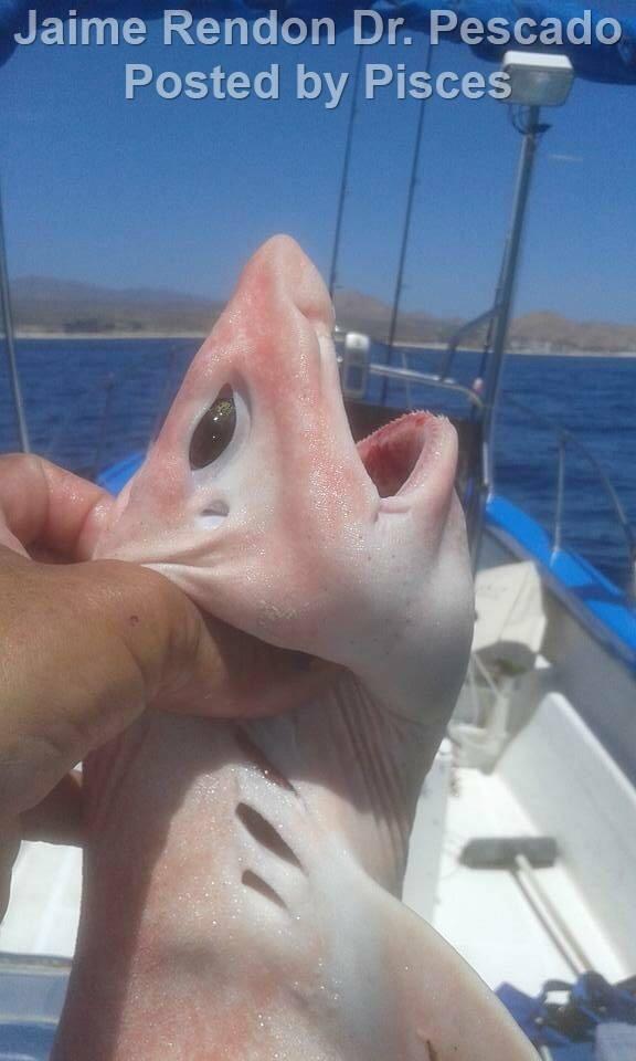 Ikan Hiu Dengan Mata Aneh dan Kulit Merah Muda