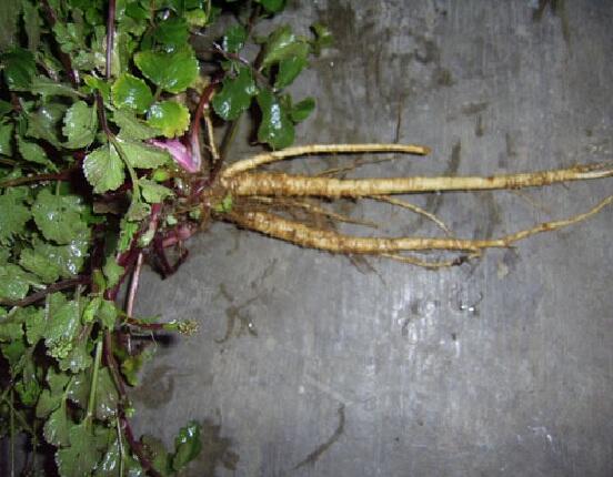 Purwaceng – Viagranya Orang Jawa