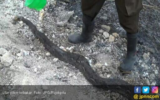 Piton Besar Mati Terbakar Saat Kebakaran Hutan