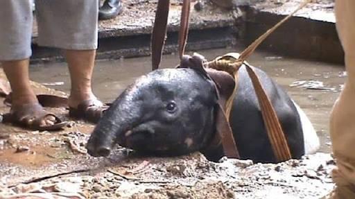 Kabur dari Kebun Binatang, Seekor Tapir Terjebak di Kolam Istana Bung Hatta