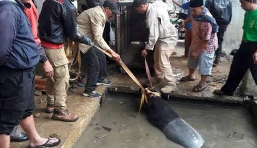 Kabur dari Kebun Binatang, Seekor Tapir Terjebak di Kolam Istana Bung Hatta