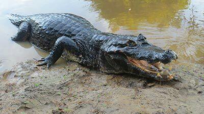 10 hewan mengerikan yang ada di sungai Amazon.