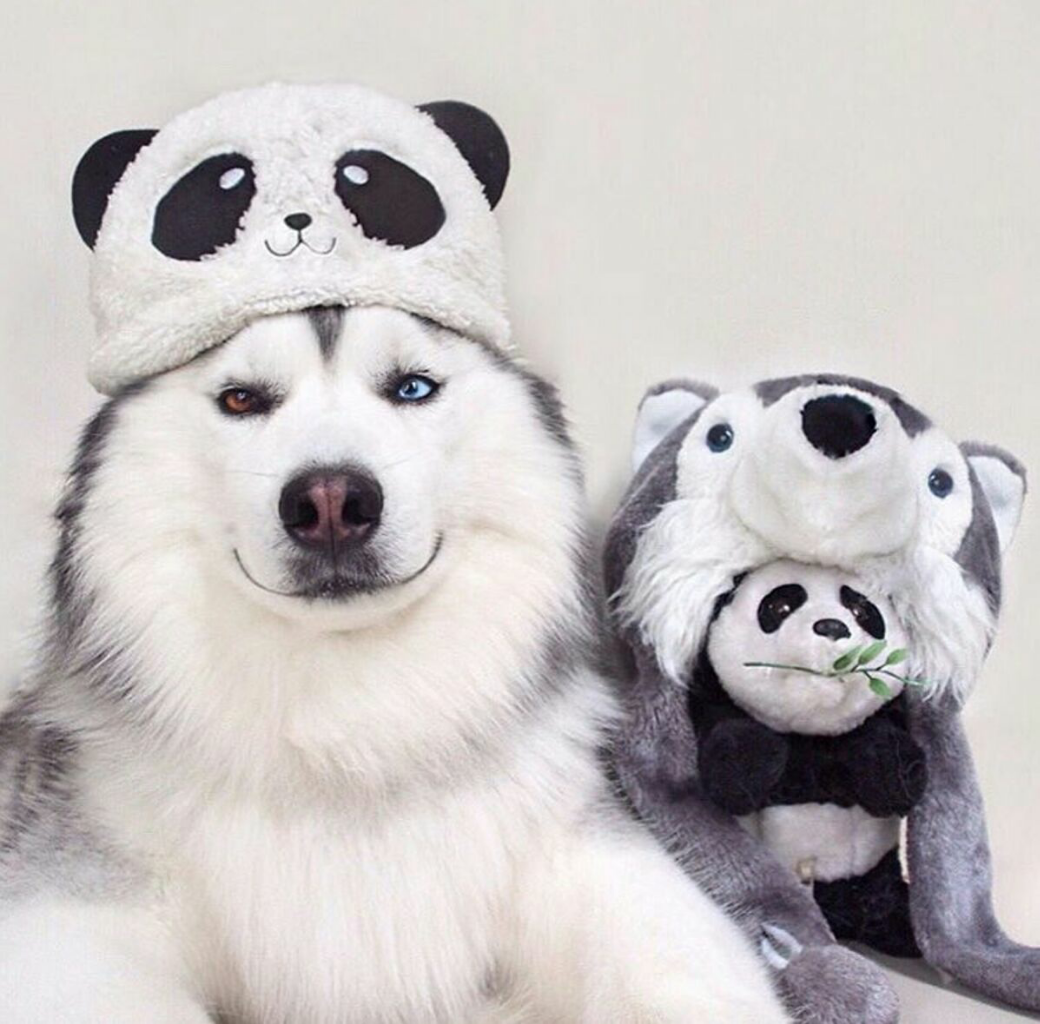 Maru, Husky Menggemaskan yang Mirip Panda