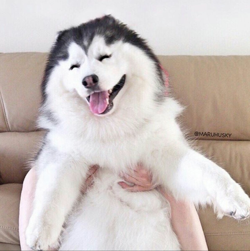 Maru, Husky Menggemaskan yang Mirip Panda