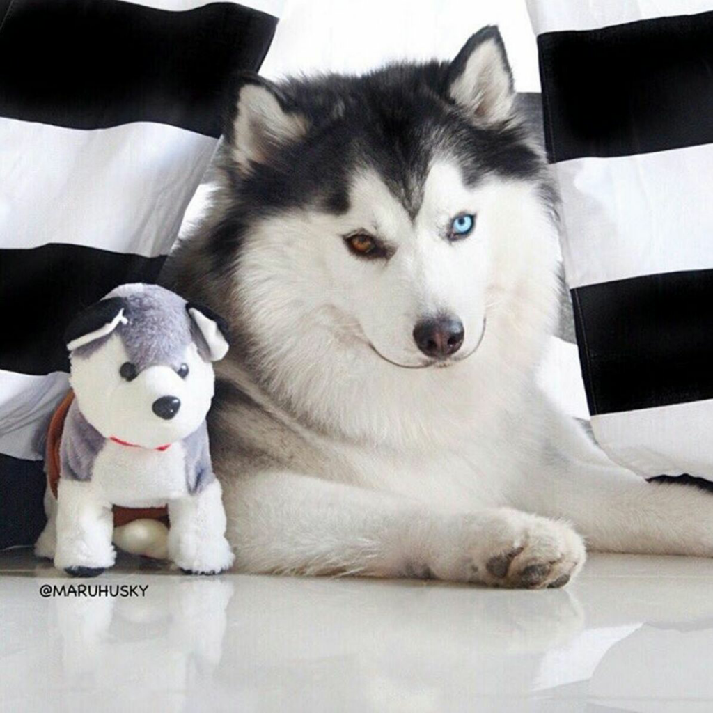 Maru, Husky Menggemaskan yang Mirip Panda