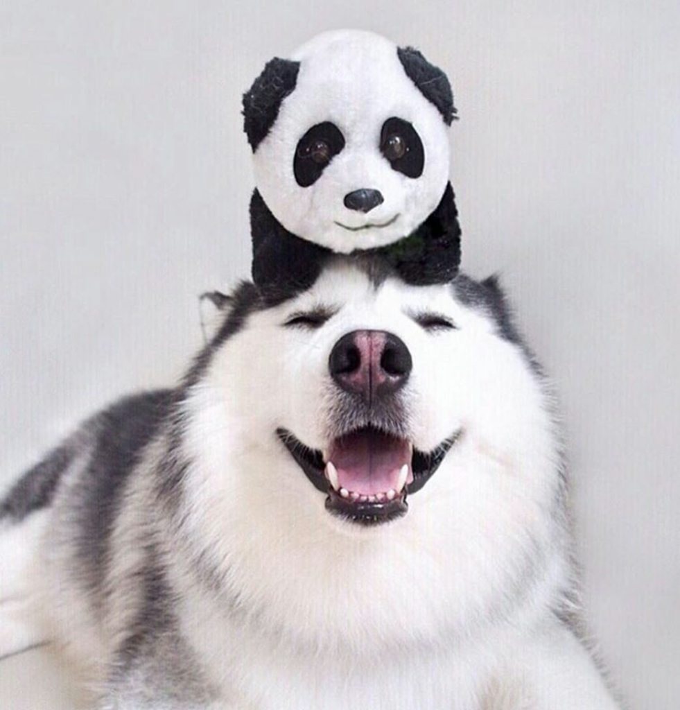 Maru, Husky Menggemaskan yang Mirip Panda