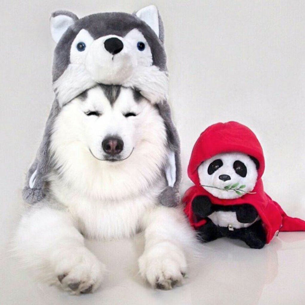 Maru, Husky Menggemaskan yang Mirip Panda