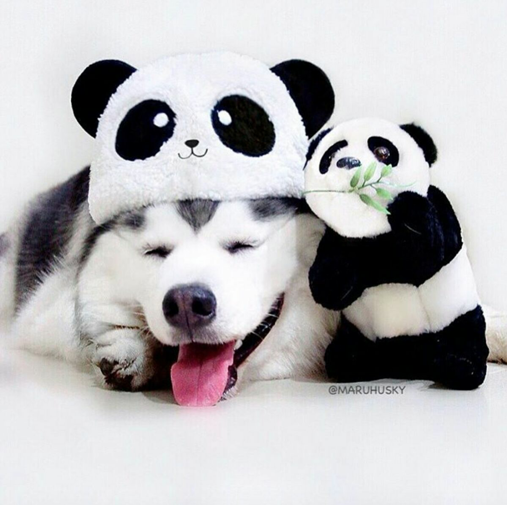 Maru, Husky Menggemaskan yang Mirip Panda