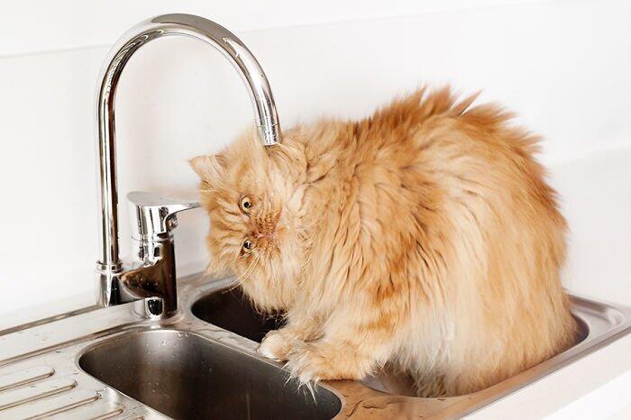 Garfi Si Kucing Paling Pemarah Di Dunia