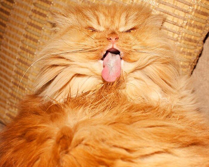 Garfi Si Kucing Paling Pemarah Di Dunia