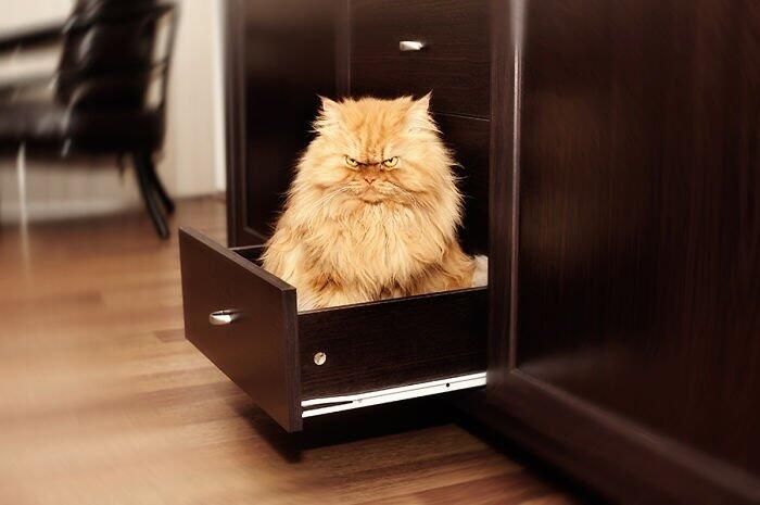 Garfi Si Kucing Paling Pemarah Di Dunia