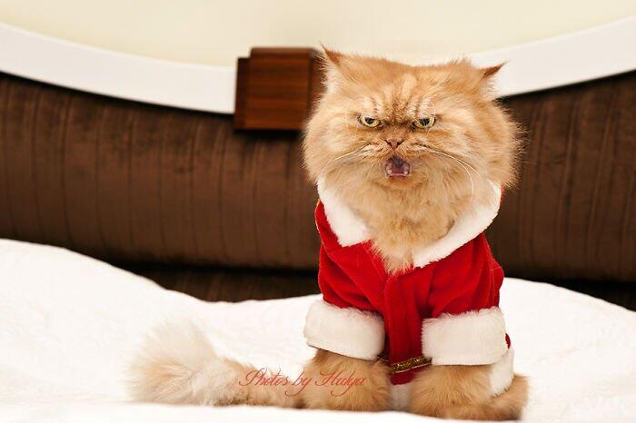 Garfi Si Kucing Paling Pemarah Di Dunia