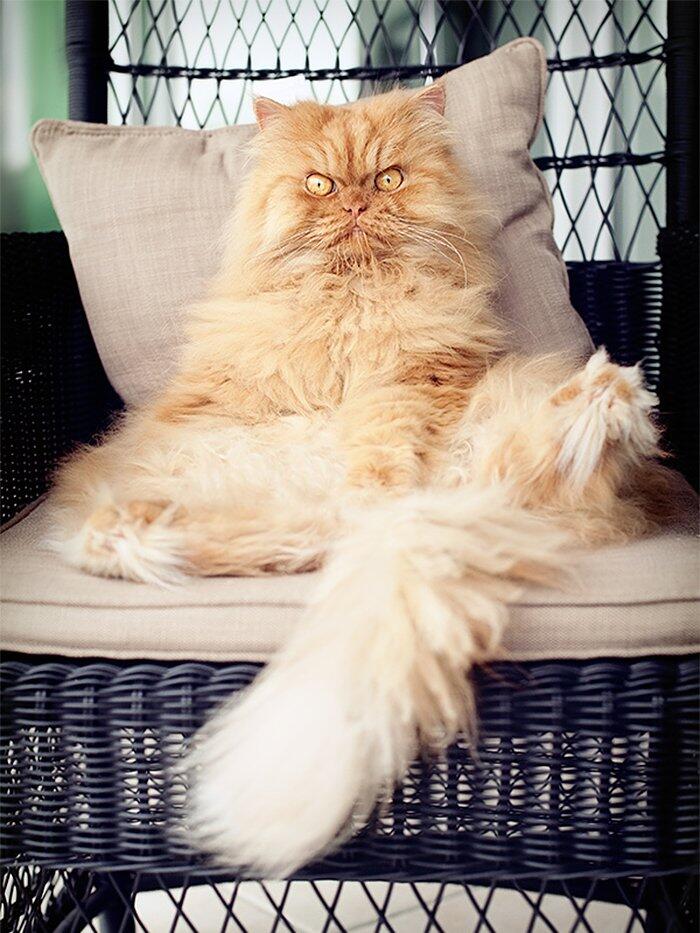 Garfi Si Kucing Paling Pemarah Di Dunia