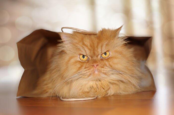 Garfi Si Kucing Paling Pemarah Di Dunia