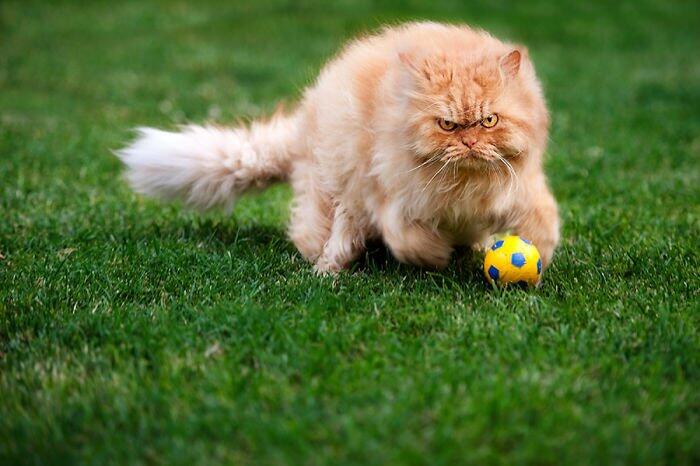 Garfi Si Kucing Paling Pemarah Di Dunia