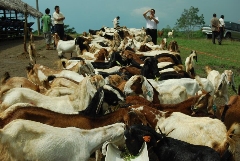 Puluhan Kambing  di Gunung  Kidul  Mati Diserang Hewan Buas 