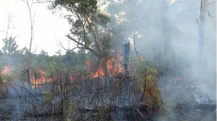 Kawasan Taman Nasional Bromo Tengger Semeru Terbakar, Begini Kondisinya