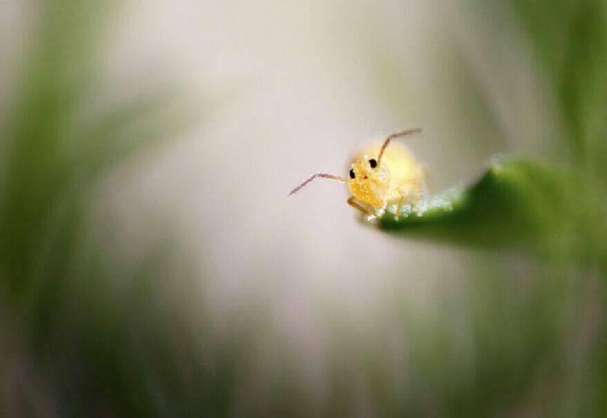 Foto-Foto Lucu Satwa Liar di Comedy
Wildlife Photography Awards 2017