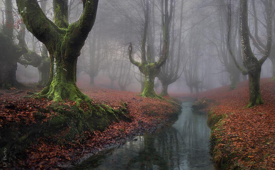 Hutan - Hutan Misterius Di Dunia. Seperti Di Film