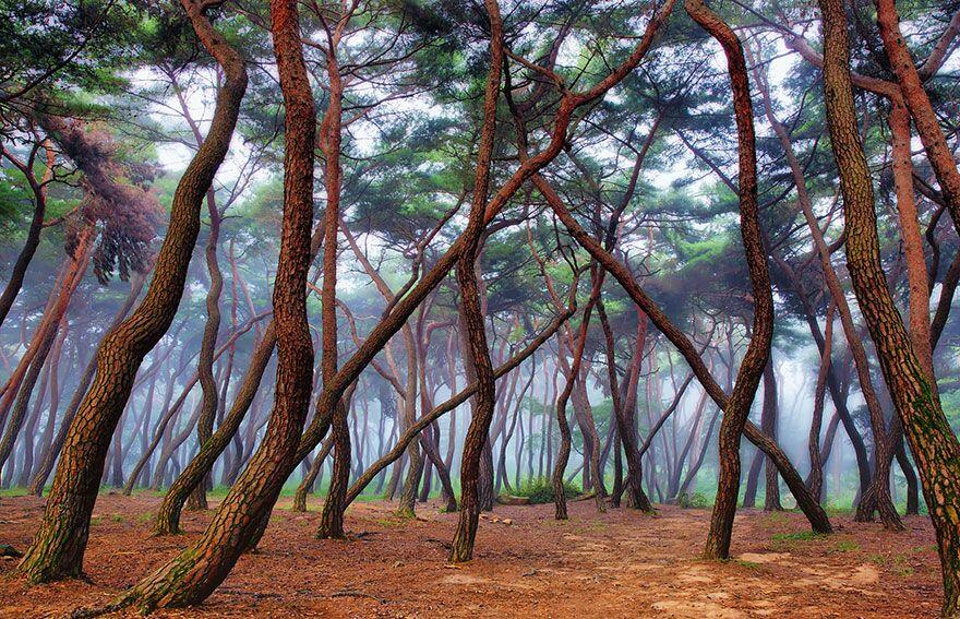 Hutan - Hutan Misterius Di Dunia. Seperti Di Film