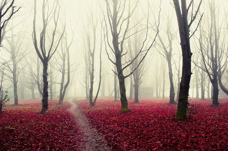 Hutan - Hutan Misterius Di Dunia. Seperti Di Film