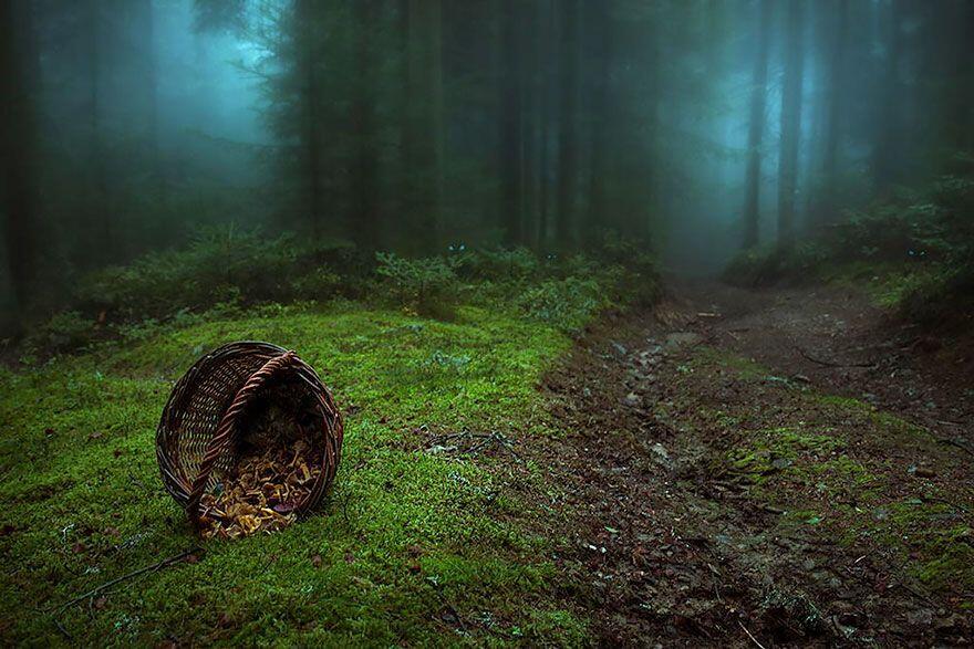 Hutan - Hutan Misterius Di Dunia. Seperti Di Film