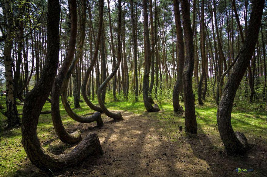 Hutan - Hutan Misterius Di Dunia. Seperti Di Film