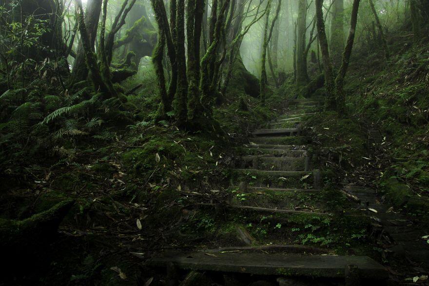 Hutan - Hutan Misterius Di Dunia. Seperti Di Film