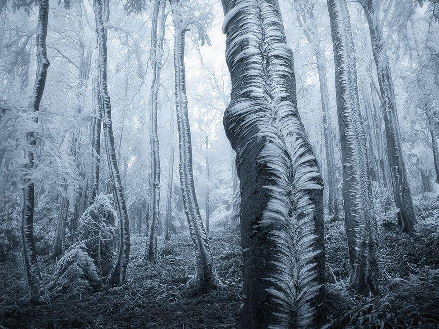 Hutan - Hutan Misterius Di Dunia. Seperti Di Film