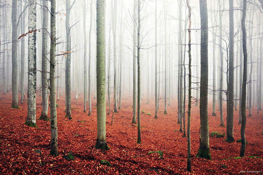 Hutan - Hutan Misterius Di Dunia. Seperti Di Film