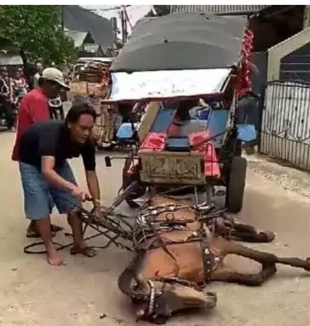 Ini Nasib Kuda Yang Dianiaya Di jalanan Depok