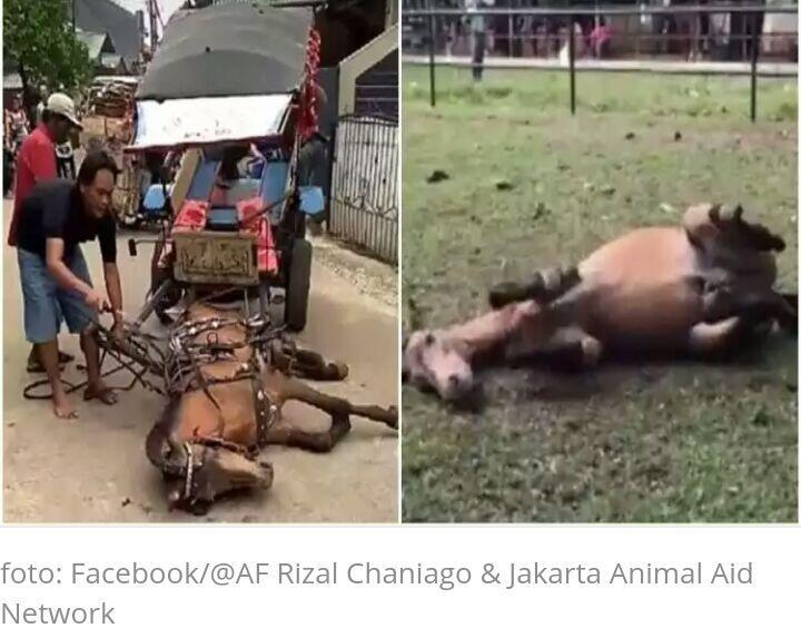 Ini Nasib Kuda Yang Dianiaya Di jalanan Depok