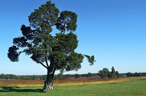 Pohon-Pohon Ini Menjadi Saksi Bisu Perang Sipil di Amerika