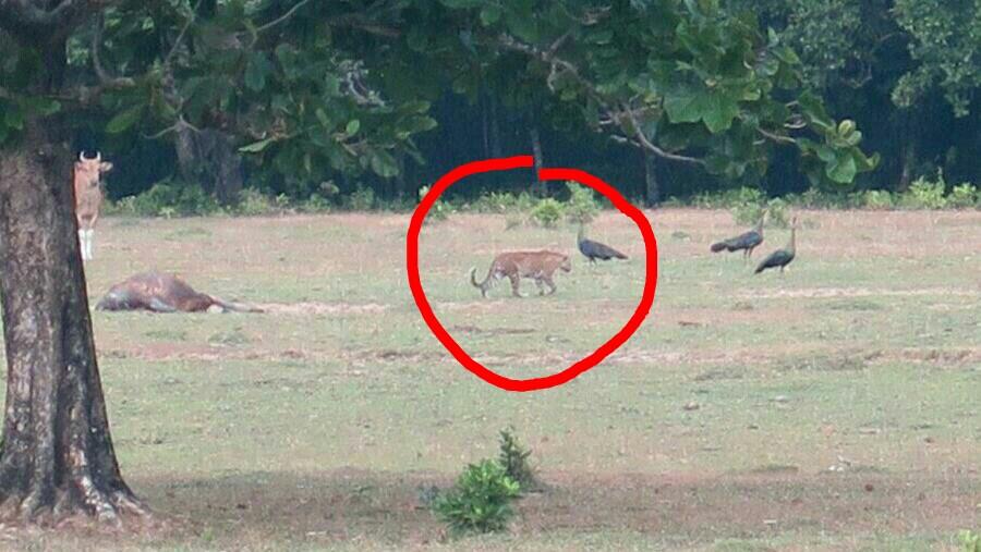 Dikatakan Sudah Punah, Harimau Jawa Terpotret di Ujung Kulon