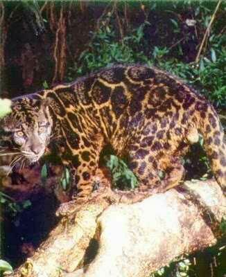Makhluk Mistis Penjaga Hutan Kalimantan