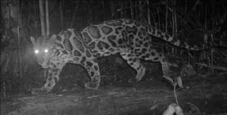 Makhluk Mistis Penjaga Hutan Kalimantan