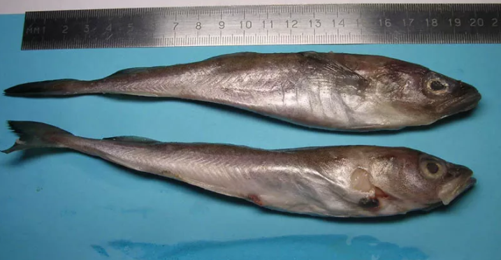 Pemanasan Global Membuat Ikan Mengecil, Nih Buktinya Gan!