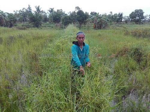 Ini Loh Cabe Paling Pedas di Indonesia Gan!