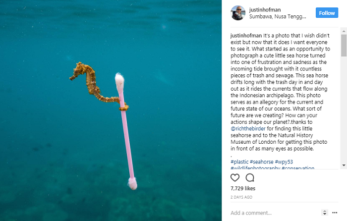 Viral! Foto Kuda Laut Bawa Sampah Cotton Bud yang Bikin Miris