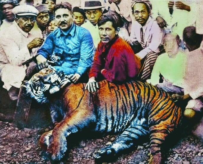 Harimau Jawa Si Kucing Pemangsa Banteng Cidaon
