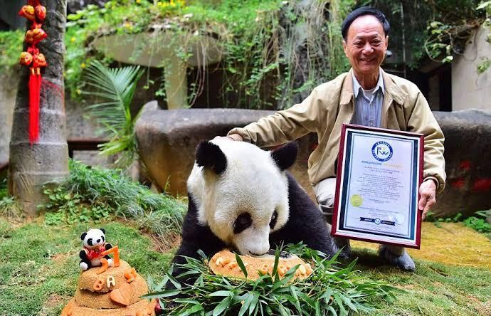 Panda Tertua di Dunia Akhirnya Mati 