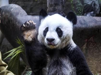 Panda Tertua di Dunia Akhirnya Mati 