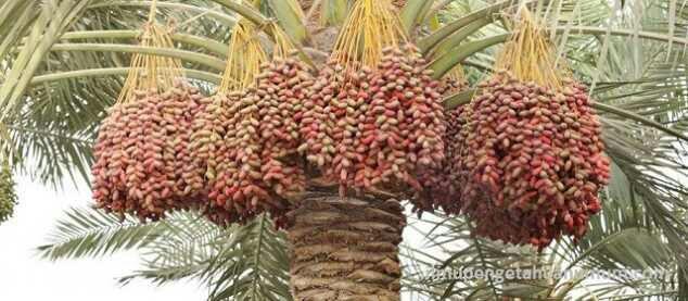 10 Negara Penghasil Buah Kurma Terbesardi Dunia