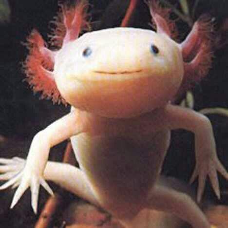 Hewan Yang Mirip Wajah Manusia