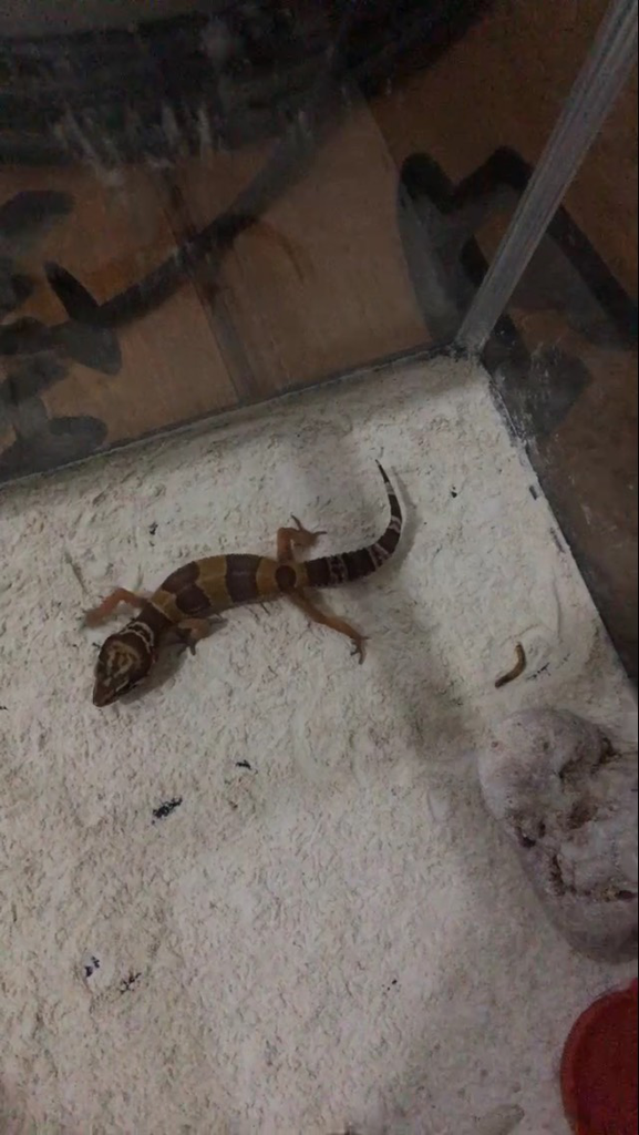 37++ Hewan gecko termahal new