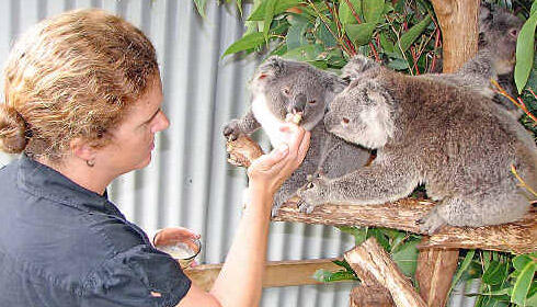 Astaga, Koala Menyusui Terjebak 16 Jam Di Bawah Mobil Dan Terbawa Sejauh 16Km