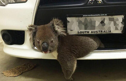 Astaga, Koala Menyusui Terjebak 16 Jam Di Bawah Mobil Dan Terbawa Sejauh 16Km