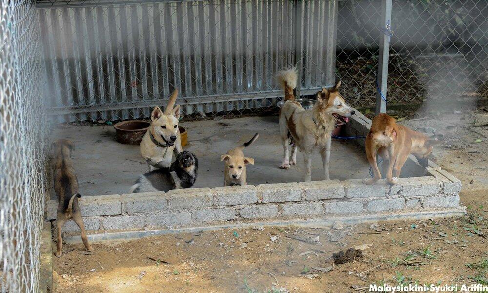 Walau dikecam, Shikin juara bagi kucing, anjing terbiar 