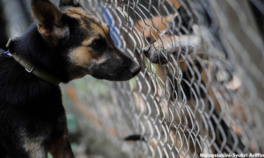 Walau dikecam, Shikin juara bagi kucing, anjing terbiar 