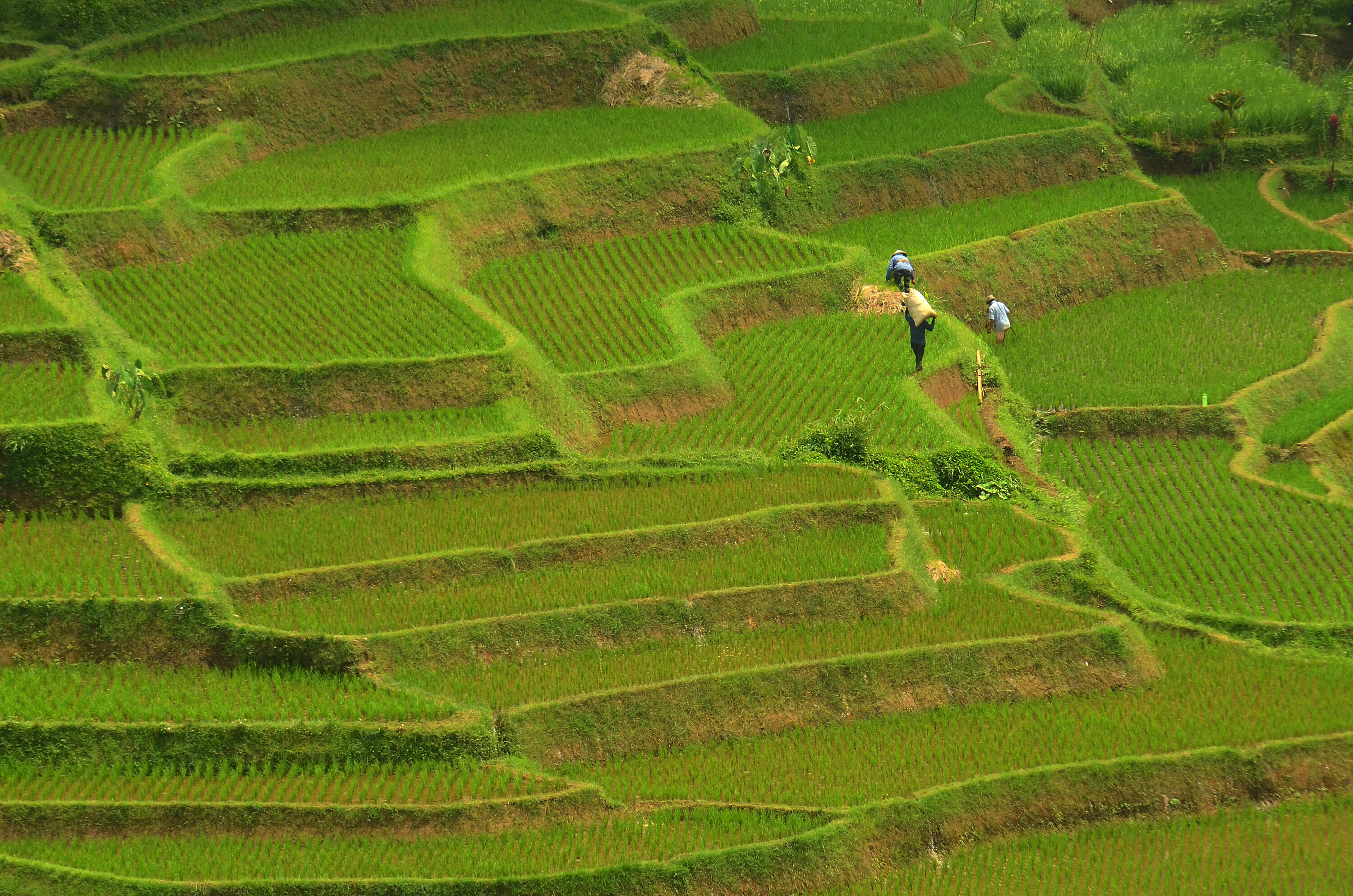 Badung Bayar Premi Asuransi Petani